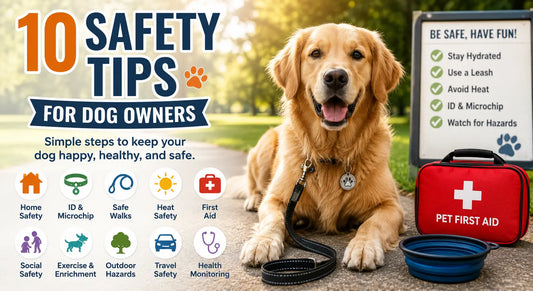 10 Essential Safety Tips for Dog Owners | Complete Dog Safety Guide