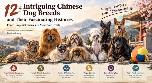 12 Intriguing Chinese Dog Breeds and Their Fascinating Histories: From Imperial Palaces to Mountain Trails