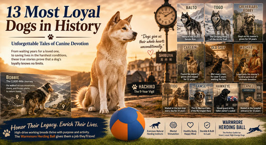13 Most Loyal Dogs in History: Unforgettable Tales of Canine Devotion