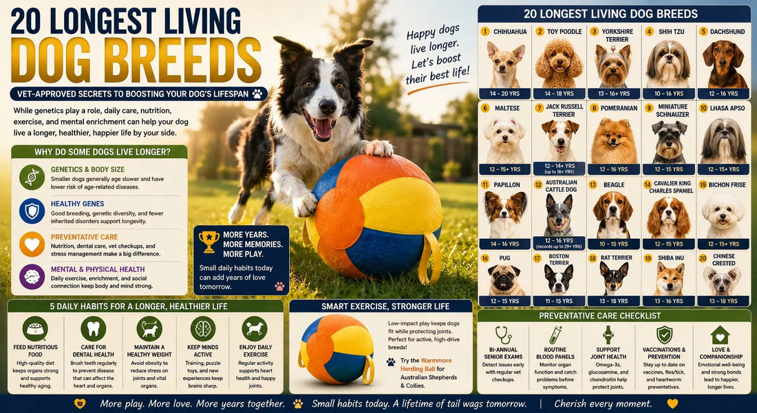 20 Longest Living Dog Breeds: Vet-Approved Secrets to Boosting Your Dog’s Lifespan