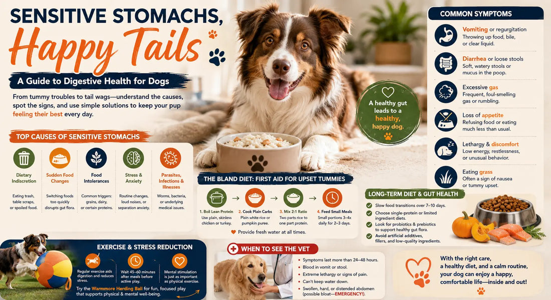 A Practical Guide to Dogs With Sensitive Stomachs: Causes, Remedies, and Daily Care