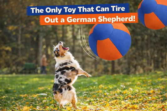 The Working Dog's Dilemma: Why Your Large Breed Needs a "Job," Not Just a Walk