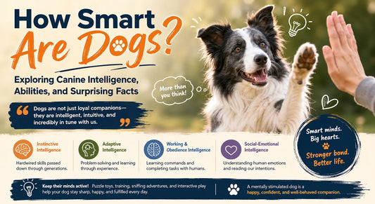 How Smart Are Dogs? Exploring Canine Intelligence, Abilities, and Surprising Facts