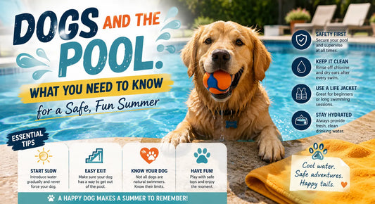 Dogs and the Pool: What You Need to Know for a Safe, Fun Summer