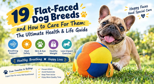 19 Flat-Faced Dog Breeds and How to Care For Them: The Ultimate Health & Life Guide