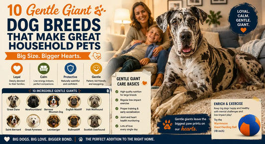 Infographic showing 10 gentle giant dog breeds large including Great Dane, Newfoundland, and Mastiff with friendly family and dog