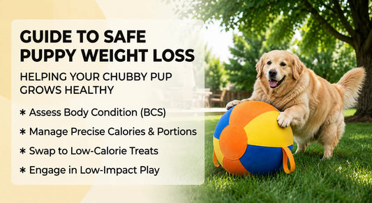 How to Help a Fat Puppy Lose Weight: The Safe, Practical Guide for Pet Parents