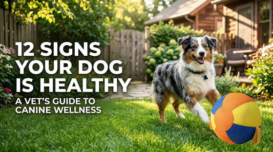 How Do I Know If My Dog Is Healthy? A Vet-Informed Guide to 12 Ways to Tell