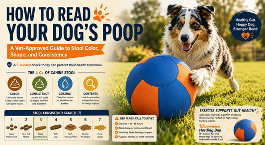How to Read Your Dog’s Poop: A Vet-Approved Guide to Stool Color, Shape, and Consistency