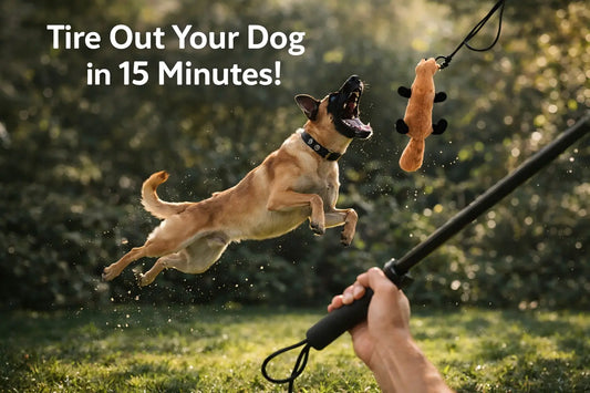 The 15-Minute Tired Dog Secret: Why Every High-Energy Breed Needs a Flirt Pole