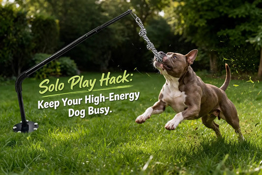 The Backyard Athlete: Why Every High-Drive Dog Needs a Tether Tug System