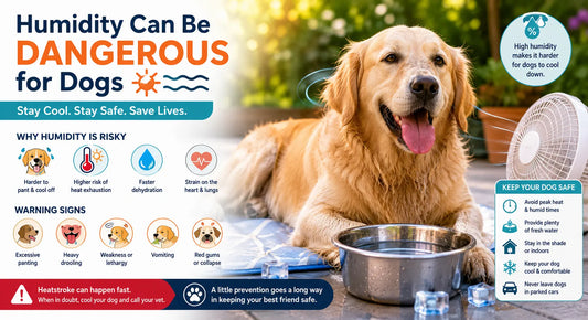 Humidity Can Be Dangerous for Dogs—Here’s What to Do About It