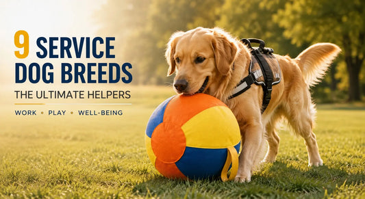 9 Service Dog Breeds That Are the Ultimate Helpers: A Comprehensive Guide
