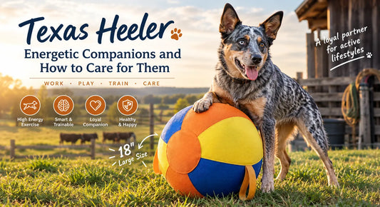 Texas Heeler: Energetic Companions and How to Care for Them