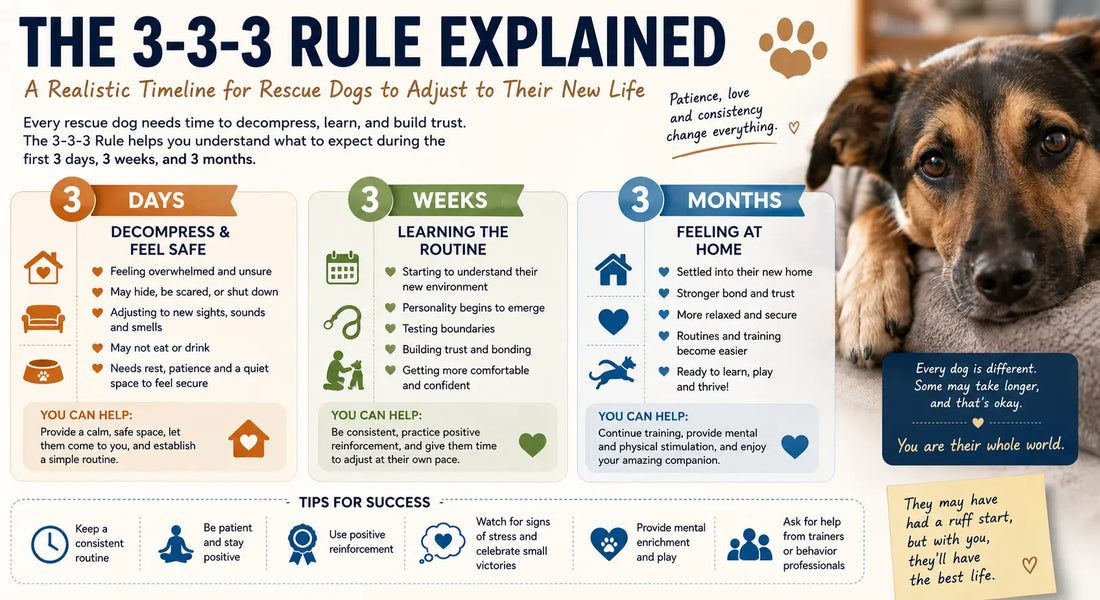The 3-3-3 Rule Explained: A Realistic Timeline for Rescue Dogs to Adjust to Their New Life