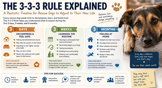 The 3-3-3 Rule Explained: A Realistic Timeline for Rescue Dogs to Adjust to Their New Life