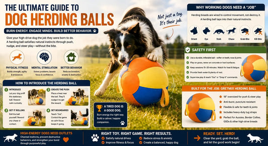 The Ultimate Guide to Dog Herding Balls: How to Channel Your High-Drive Pup’s Natural Instincts