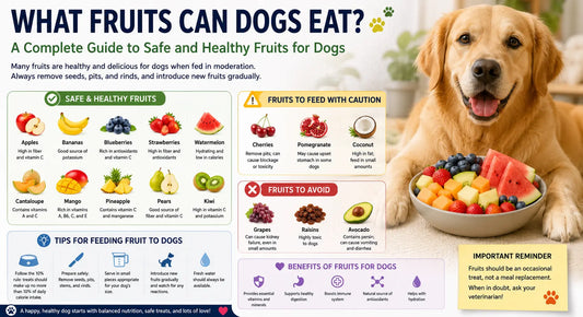 What Fruits Can Dogs Eat? A Complete Guide to Safe and Healthy Fruits for Dogs