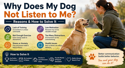 Why Does My Dog Not Listen to Me? Reasons & How to Solve It