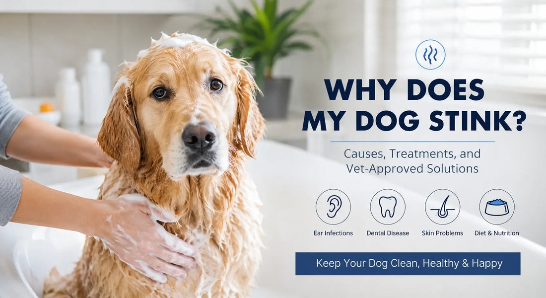 Why Does My Dog Stink? A Complete Science-Backed Guide to Dog Odor Causes, Treatment, and Prevention