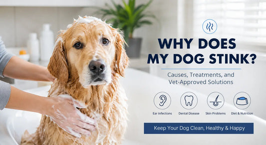 Why Does My Dog Stink? A Complete Science-Backed Guide to Dog Odor Causes, Treatment, and Prevention