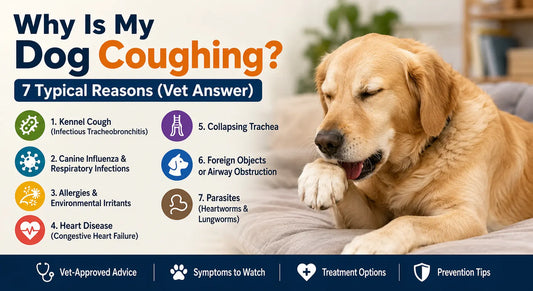 Why Is My Dog Coughing? 7 Typical Reasons (Vet Answer)
