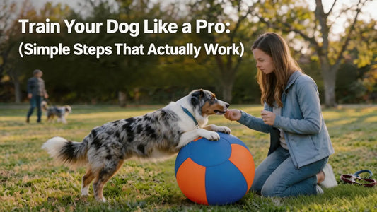 Train Your Dog Like a Pro: Simple, Effective Steps That Actually Work