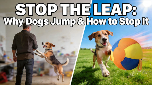 Stop the Leap: Why Your Dog Jumps Up and 5 Proven Ways to Teach Four-on-the-Floor
