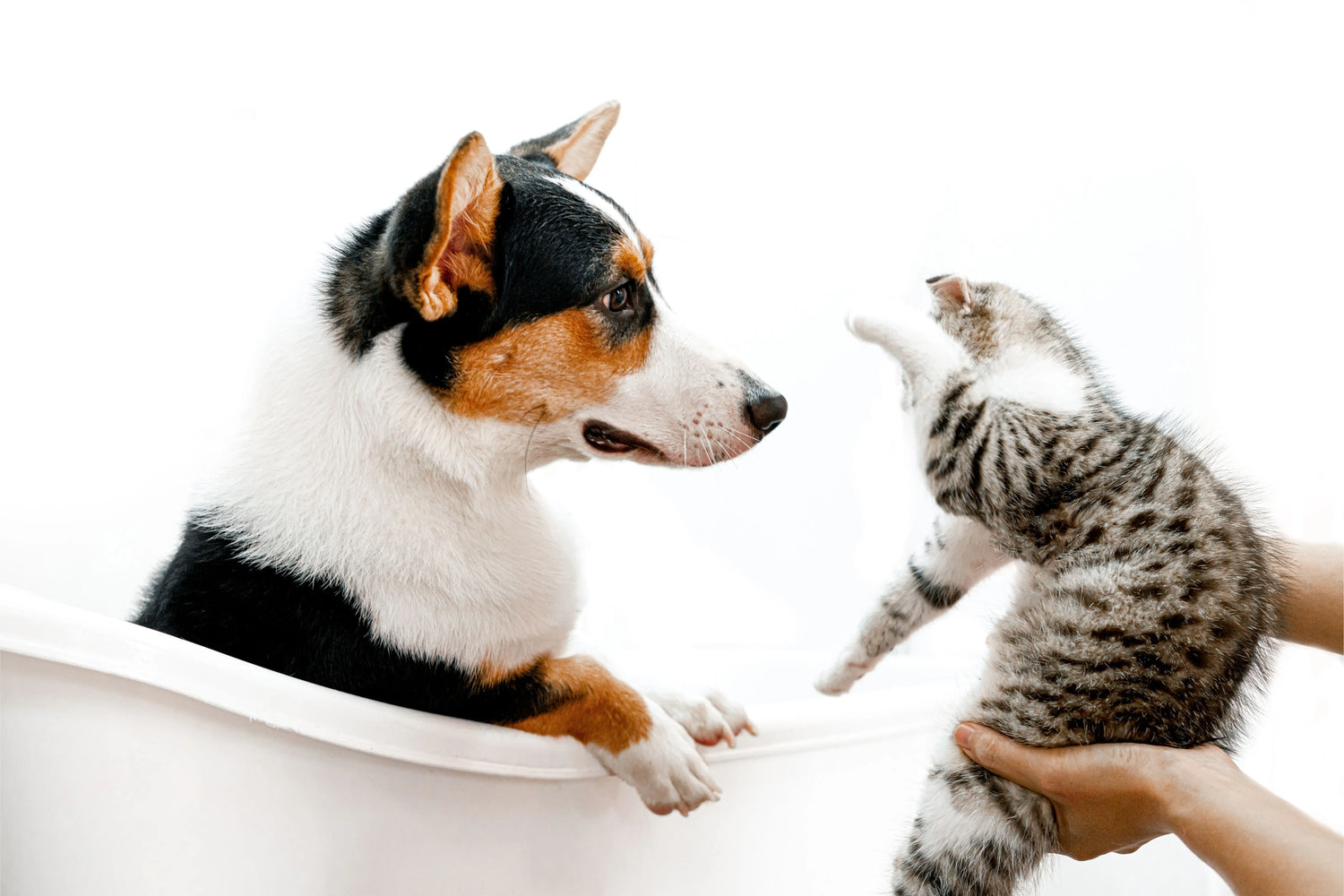 A curious dog watching a kitten reaching out to a pet toy held by a person