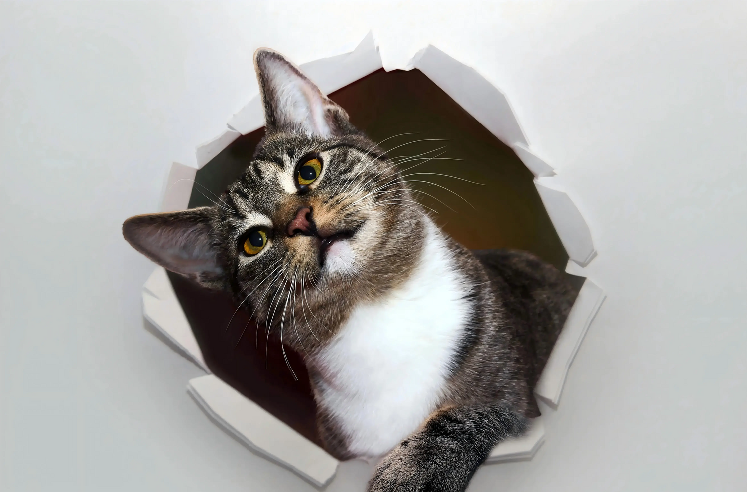 cat toy collection