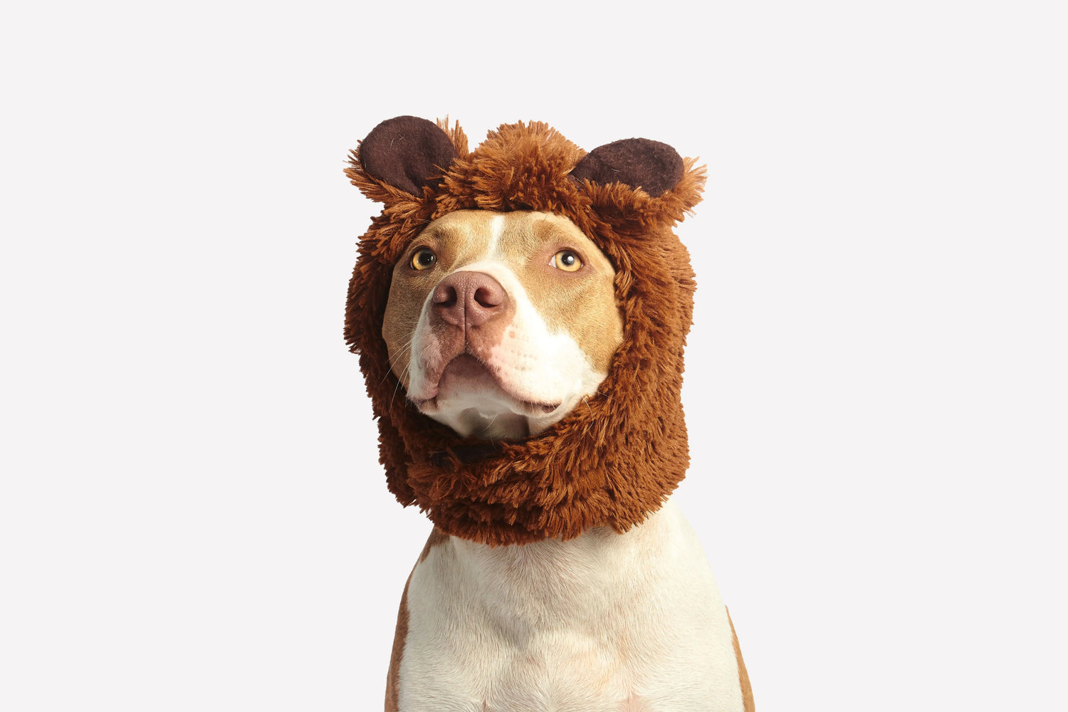 Suitable for playful dog toy collection