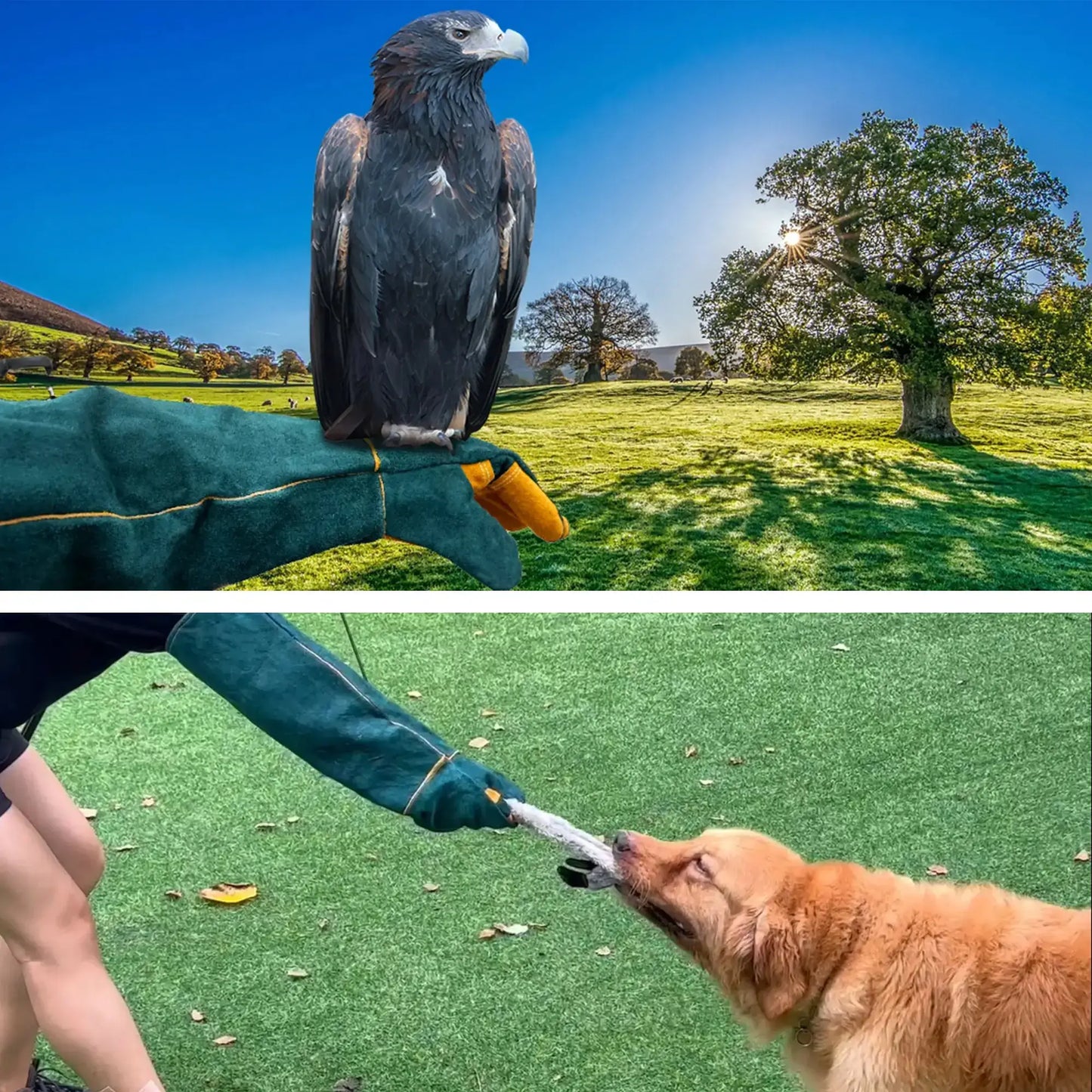 WarmMore Inc. animal handling gloves protecting hands while holding a bird and playing tug with a dog