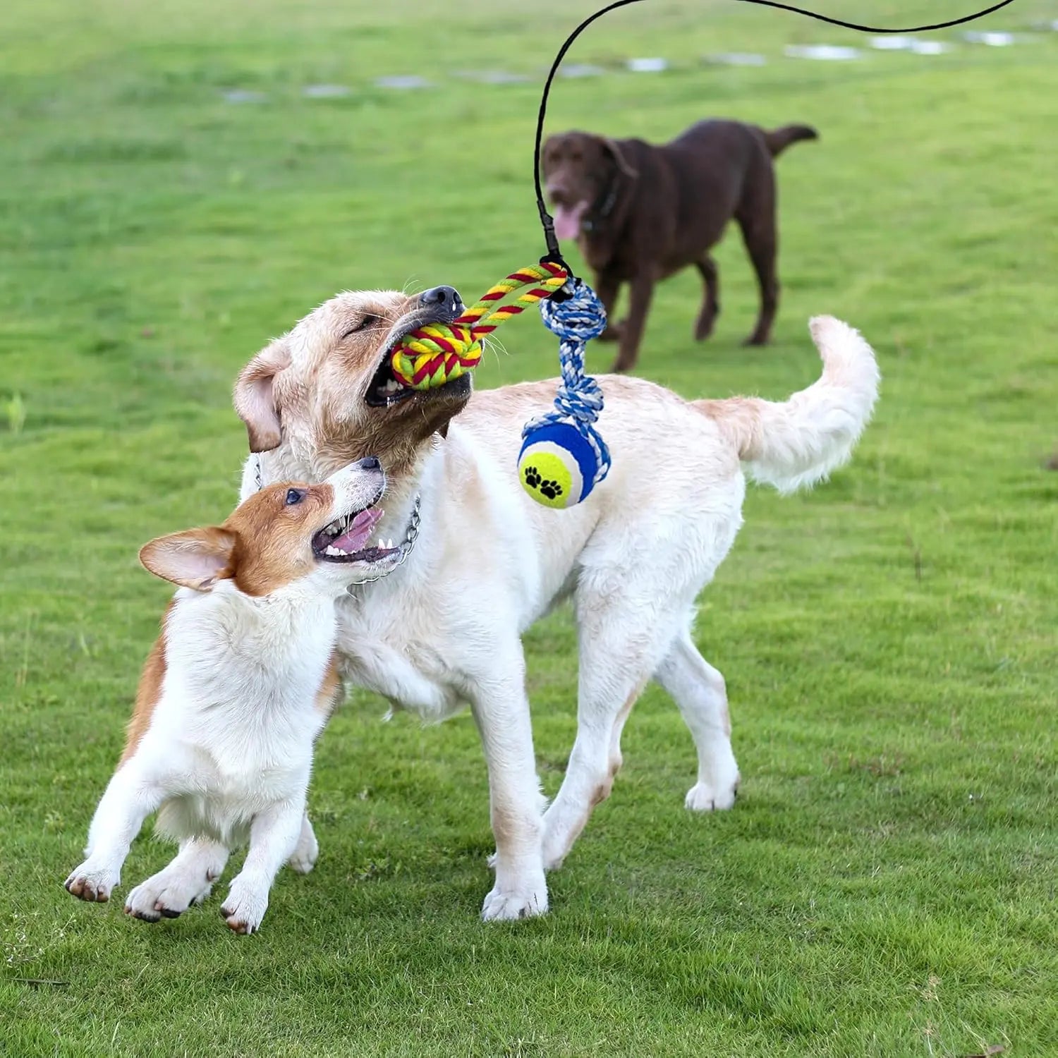 WarmMore Inc flirt pole for dogs with two dogs playing and chewing rope toy for dog and puppy training