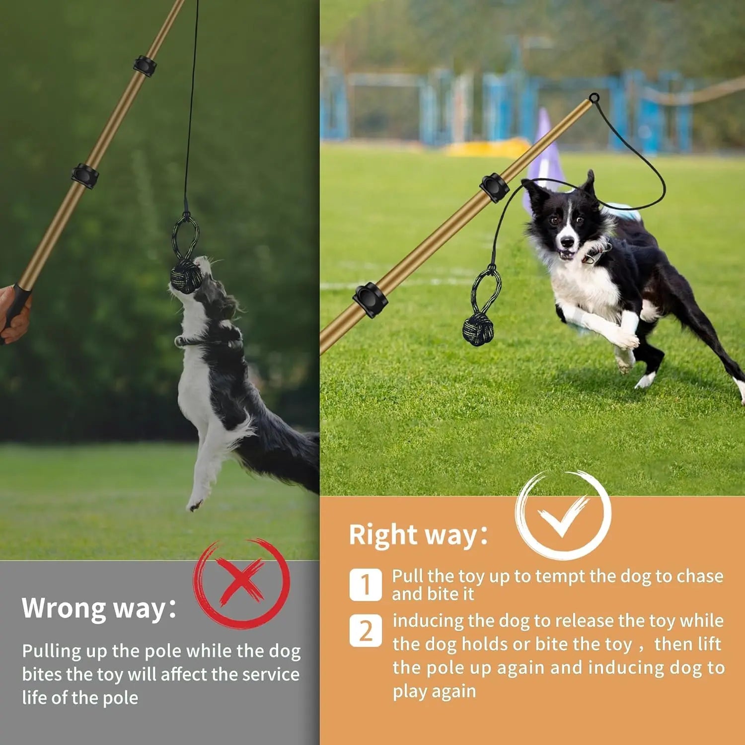 AmaCielo Flirt Pole demonstrating correct and incorrect ways to play with a dog outdoors