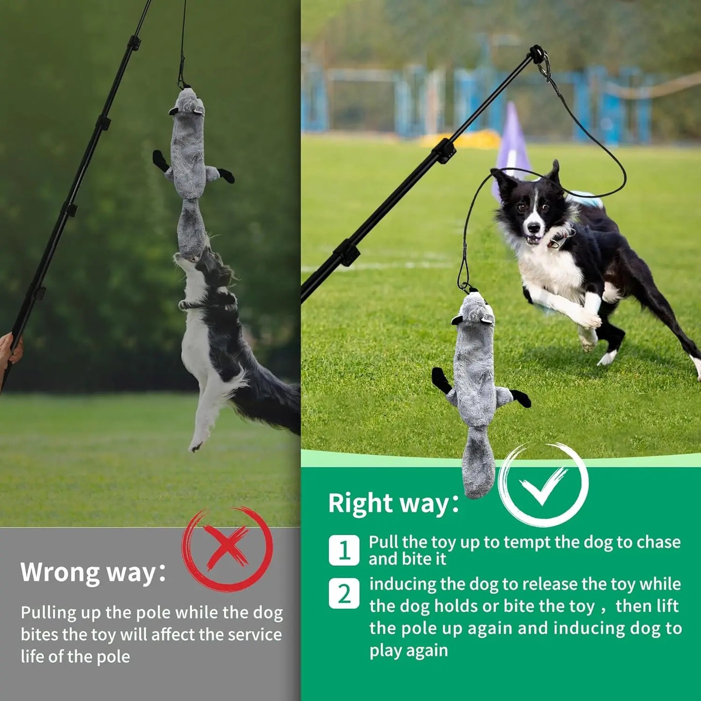 AmaCielo retractable flirt pole dog with plush toy showing correct and incorrect ways to play with a Border Collie on grass