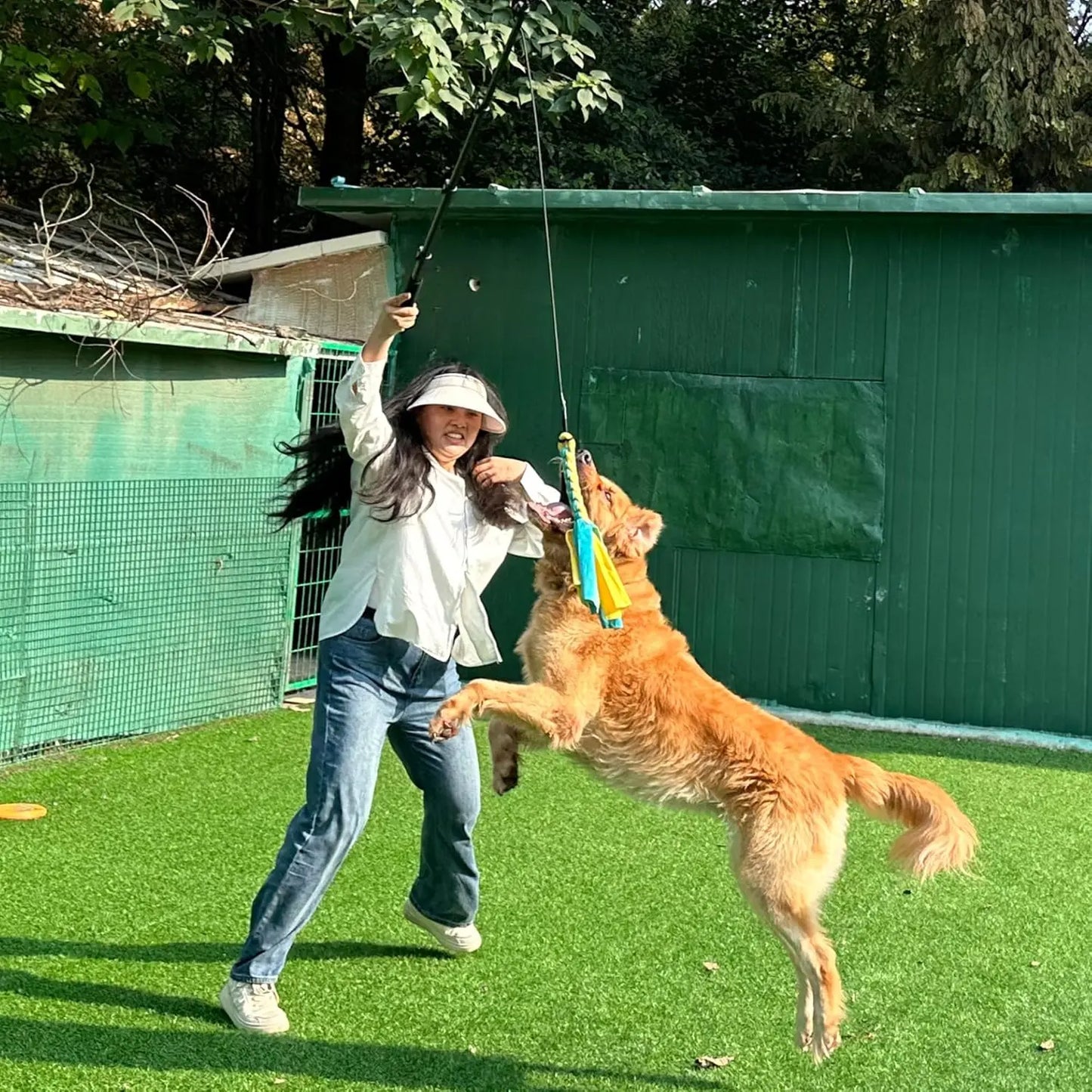 Woman playing with a golden retriever using AmaCielo retractable flirt pole dog outdoors on grass