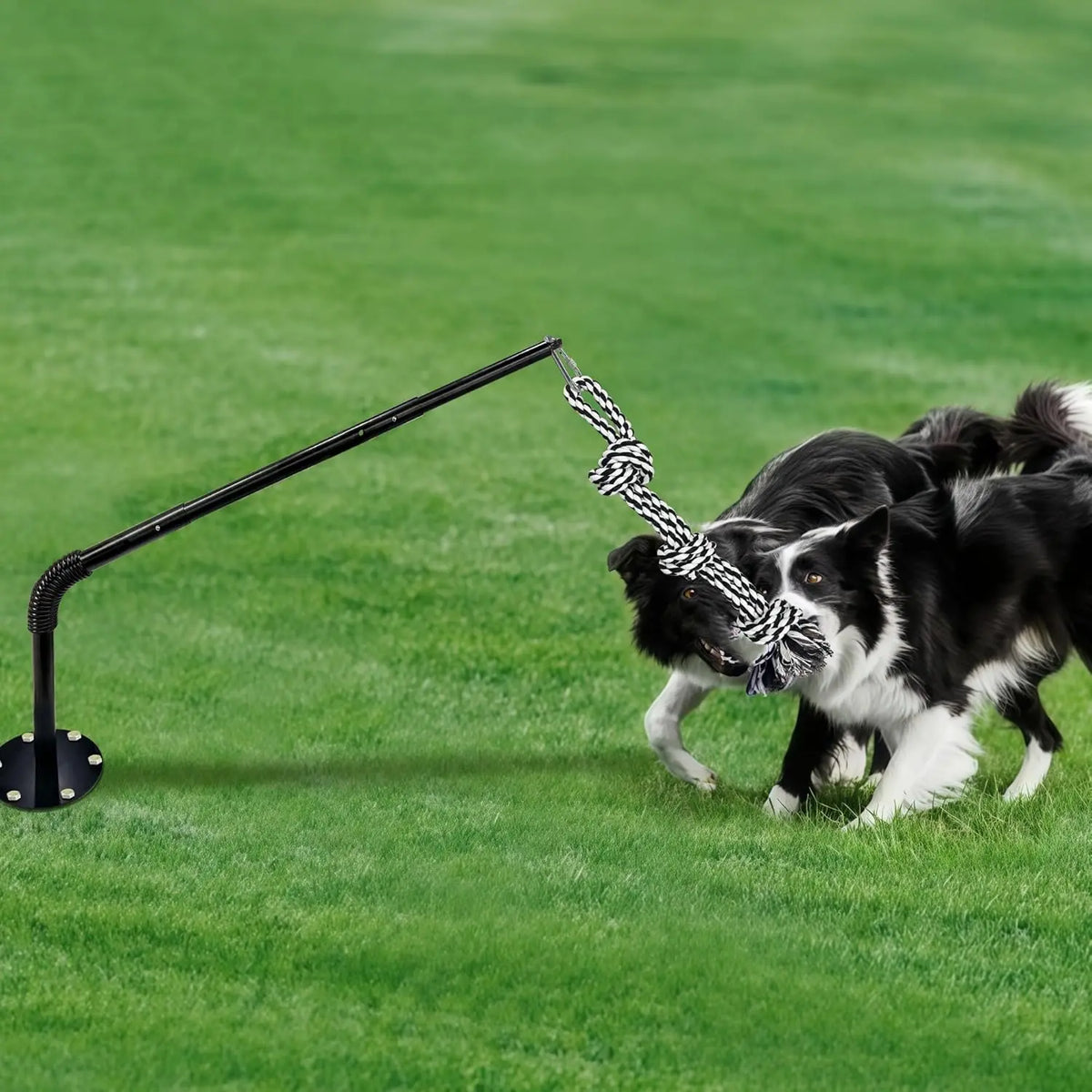WarmMore Interactive Tether Tug Dog Toy mounted on grass with black and white dog playing