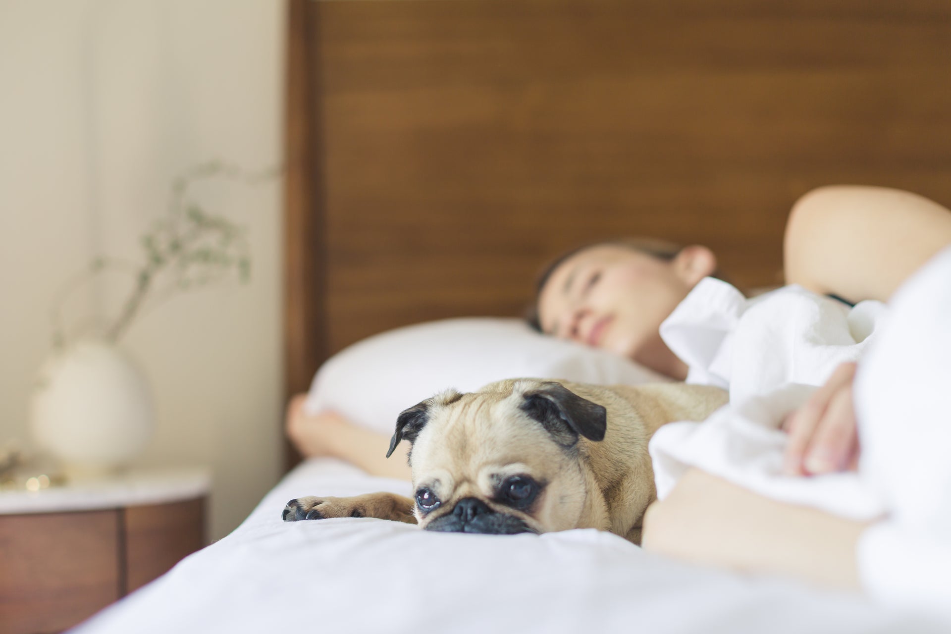 pug-sleeping-in - Warmmore Inc.