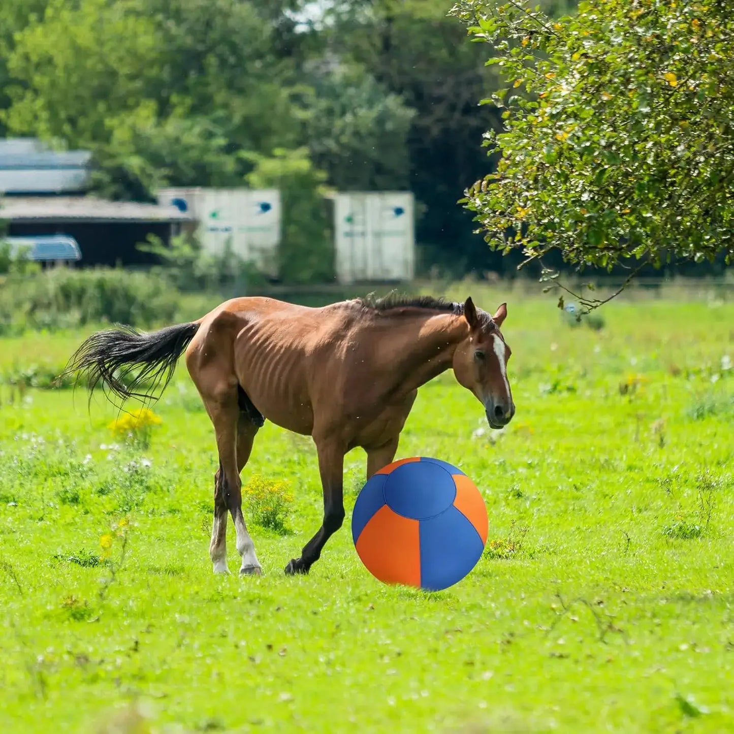 GRETMIX herding ball in blue and orange for toy dog poodle training and exercise outdoors