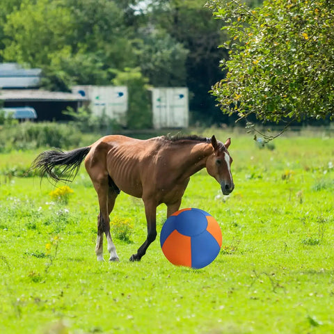 GRETMIX herding ball in blue and orange for toy dog poodle training and exercise outdoors