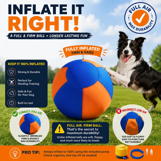 WarmMore Inc. herding ball fully inflated in blue and orange with border collie dog for toy dog poodle training