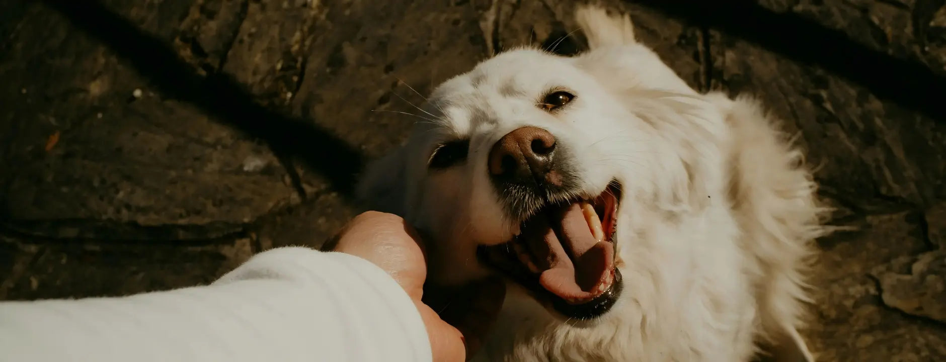 Warmmore official homepage banner featuring happy pets playing and enjoying high-quality toys